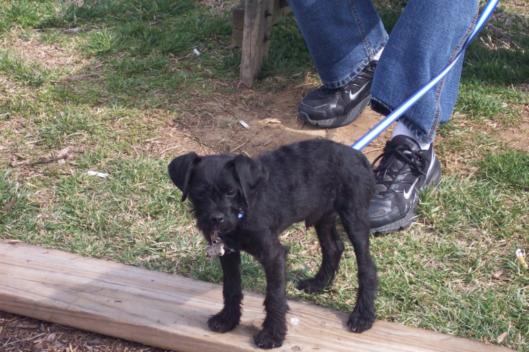 smokeypugglepoo2.jpg